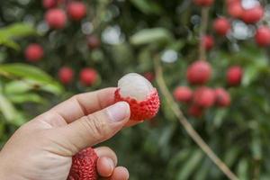 mano que sostiene la fruta de lichi foto