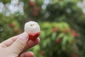 mano que sostiene la fruta de lichi foto