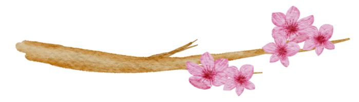 acquerello di fiori di ciliegio png