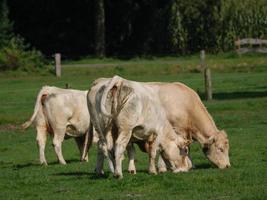 cows in the german westphalia photo