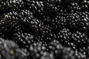 Blackberries In A Bowl Macro photo