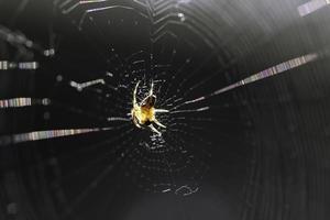 Spider On Web photo