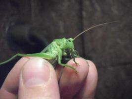 Big green grasshopper locust photo