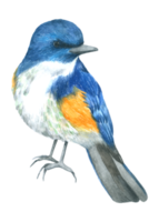 fåglar hus akvarell handfärg png