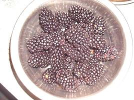 Large blackberry fruits in a bowl photo