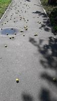 Fallen pears lie on the asphalt in the city photo