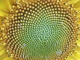 A yellow sunflower ripened on a summer field photo