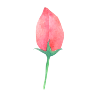 Valentine's Day watercolor png