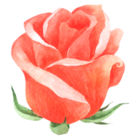 Rose flower watercolor hand paint png