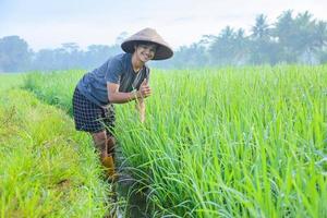 Attractive cheerful young Asian farmer bend down and smiling showing thumb up at the rice field. Modern agriculture concept. photo