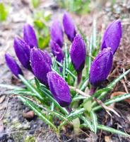 Spring crocuses Chrysanthus purple flowers with morning water drops photo