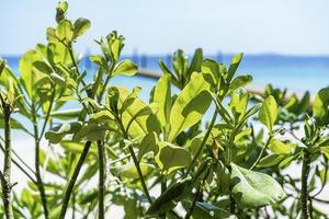 Selective focus on green leaf with tropical sea background. Refreshing summer green background with exotic tropical leaves with sunlight on ocean. Summer vacations background concept photo