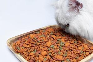 Close up of White Persian cat eating dry cat food serving on wooden board. Isolated on white photo