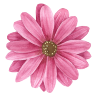 élément de fleur fleur de mariage aquarelle png