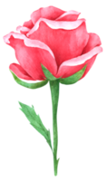 peinture à la main aquarelle fleur rose png