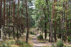 Forest path. Trail through the forest among tall green trees in sunny day. Kampinoski National Park in Poland. Selective focus photo