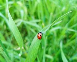 Ladybug sits on green grass photo