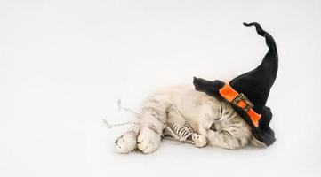 Sleeping cat in the witch hat with toy skeleton on the gray background. photo