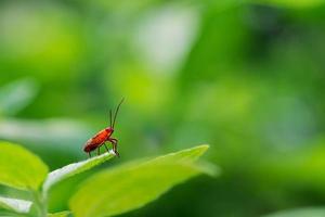 Small red bug on leaf and blurred background photo