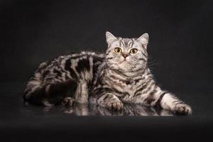 British tabby shorthair young cat with yellow eyes, britain kitten on black background photo