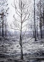 Burned pine tree on the ashes dramatic sad concept background photo