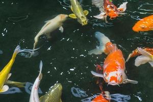 carpas koi pescado japonés nadando cyprinus carpio en estanque foto