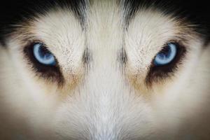 Close up on blue eyes of a husky dog with vignette photo