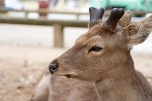 The view of Nara deer lay on green grass at Nara distinct famous of public deer in country. photo