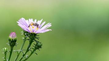 Bee gathering pollen on purple flower close up picture photo