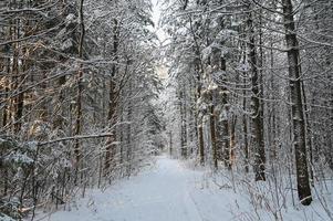bosque de pinos de invierno bajo la nieve, hermoso paisaje nevado foto