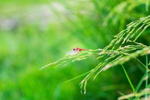 one red dragonfly hanging on rice plant nature green background photo