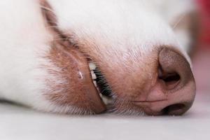 Close up mount of siberian husky lying on the floor photo