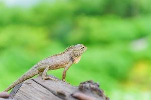 Lizard stand on the wood with nature green background photo