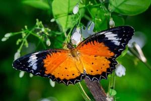 Orange butterfly name Leopard Lacewing eatting on flower nature macro background photo