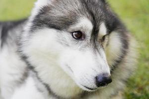 Close up face of siberian husky dog laying the green grass.