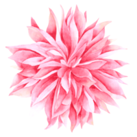 élément de fleur fleur de mariage aquarelle png