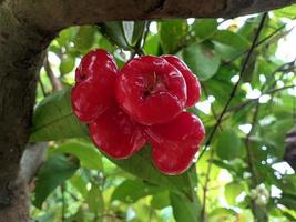 bunch of water guava or water apple on a tree stalk photo