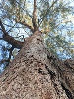 close up of a big old tree in the middle of the forest, blue sky seen from the tree branches, low angle view photo