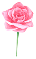 roze bloem aquarel handverf png