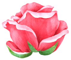 pintura de mano de acuarela de flor rosa png