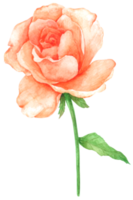 peinture à la main aquarelle fleur rose png