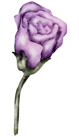 flor de casamento em aquarela de elemento de flor png