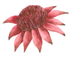 élément de fleur fleur de mariage aquarelle png