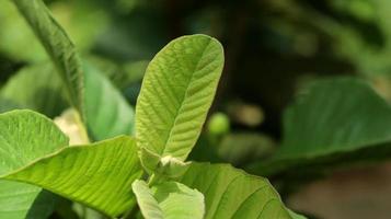 hojas verdes de plantas de guayaba jóvenes en el jardín. Las hojas de guayaba son uno de los ingredientes herbales tradicionales que son muy populares, especialmente para tratar la diarrea y la flatulencia. foto