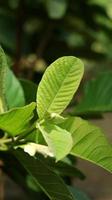 hojas verdes de plantas de guayaba jóvenes en el jardín. Las hojas de guayaba son uno de los ingredientes herbales tradicionales que son muy populares, especialmente para tratar la diarrea y la flatulencia. foto