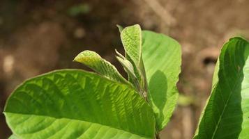 hojas verdes de plantas de guayaba jóvenes en el jardín. Las hojas de guayaba son uno de los ingredientes herbales tradicionales que son muy populares, especialmente para tratar la diarrea y la flatulencia. foto