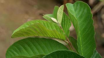 hojas verdes de plantas de guayaba jóvenes en el jardín. Las hojas de guayaba son uno de los ingredientes herbales tradicionales que son muy populares, especialmente para tratar la diarrea y la flatulencia. foto