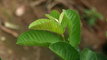 hojas verdes de plantas de guayaba jóvenes en el jardín. Las hojas de guayaba son uno de los ingredientes herbales tradicionales que son muy populares, especialmente para tratar la diarrea y la flatulencia. foto