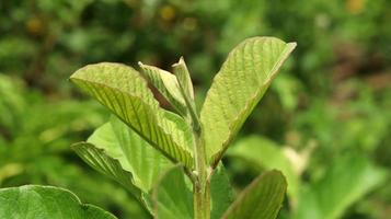 hojas verdes de plantas de guayaba jóvenes en el jardín. Las hojas de guayaba son uno de los ingredientes herbales tradicionales que son muy populares, especialmente para tratar la diarrea y la flatulencia. foto