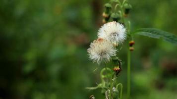 sintrong o crassocephalum crepidioides es un tipo de planta perteneciente a la tribu de las asteráceas. fondo de la naturaleza. conocida como ébolo, cabeza gruesa, hoja de trapo de flor roja o hierba de fuego. flor blanca de cerca. foto